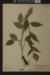 Solidago macrophylla image