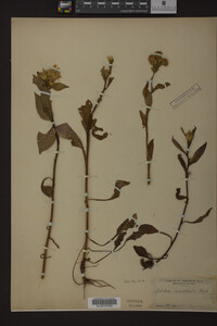 Media resource of Solidago macrophylla