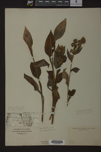 Solidago macrophylla image