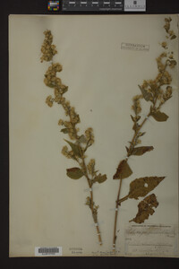 Solidago macrophylla image