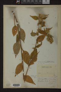 Image Associated With the Occurrence