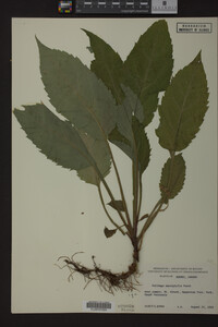 Solidago macrophylla image