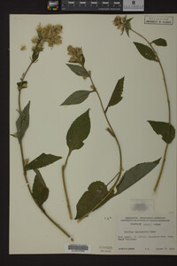 Solidago macrophylla image