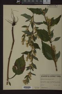 Solidago macrophylla image