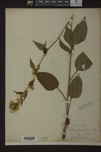 Solidago macrophylla image