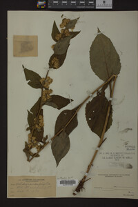 Solidago macrophylla image