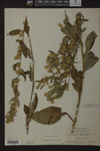 Solidago macrophylla image