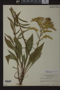 Solidago missouriensis image