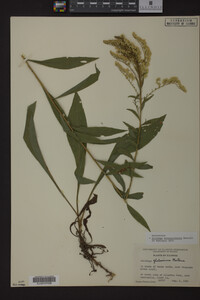 Solidago missouriensis image
