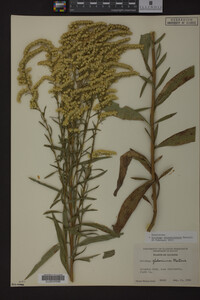 Solidago missouriensis image
