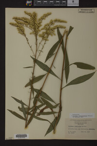 Solidago missouriensis image