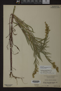 Solidago missouriensis image