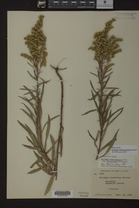 Solidago missouriensis image