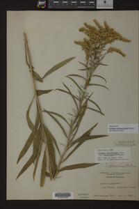 Solidago missouriensis image