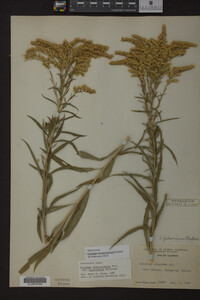 Solidago missouriensis image