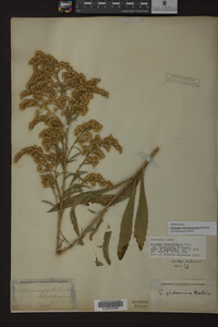 Solidago missouriensis image