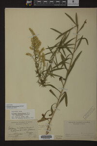 Solidago missouriensis image