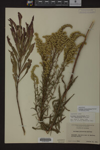 Solidago missouriensis image