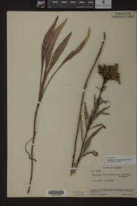 Solidago missouriensis image