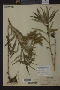 Solidago missouriensis image