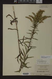 Solidago missouriensis image