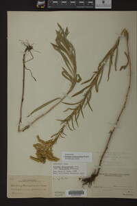 Solidago missouriensis image