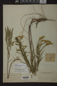 Solidago missouriensis image