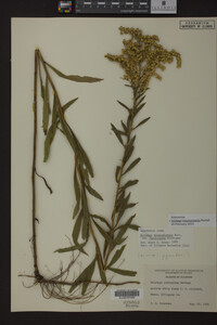 Solidago missouriensis image