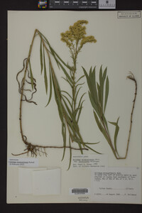 Solidago missouriensis image