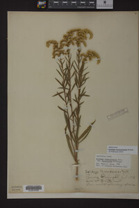 Solidago missouriensis image