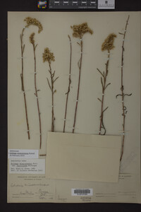 Solidago missouriensis image