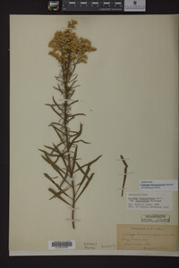 Solidago missouriensis image