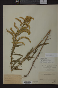 Solidago missouriensis image