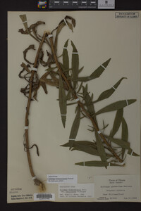 Solidago missouriensis image