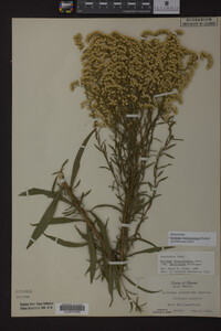 Solidago missouriensis image