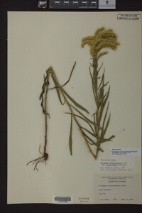 Solidago missouriensis image