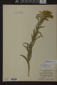 Solidago missouriensis image