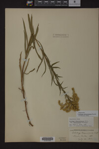 Solidago missouriensis image