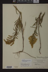Solidago missouriensis image