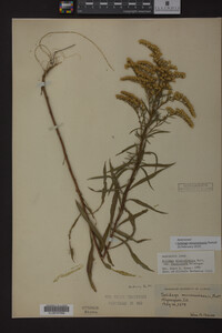 Solidago missouriensis image