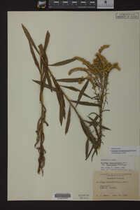 Solidago missouriensis image