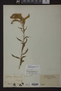 Solidago missouriensis image