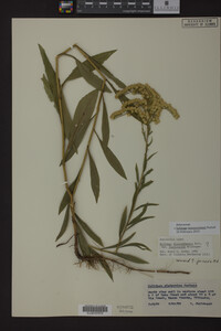 Solidago missouriensis image