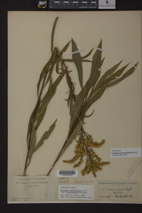 Solidago missouriensis image