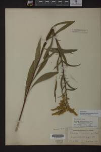 Image Associated With the Occurrence