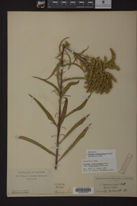 Solidago missouriensis image