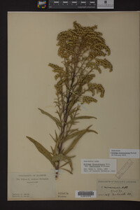 Solidago missouriensis image