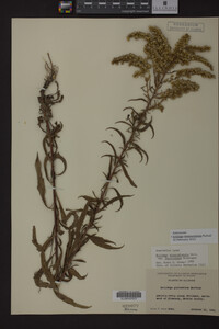 Solidago missouriensis image
