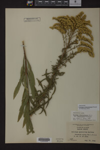 Solidago missouriensis image