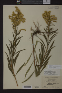 Solidago missouriensis image